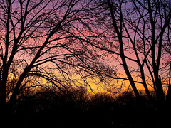 Sunset Silhouettes