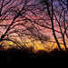 Sunset Silhouettes