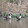 Canada geese - Branta canadensis