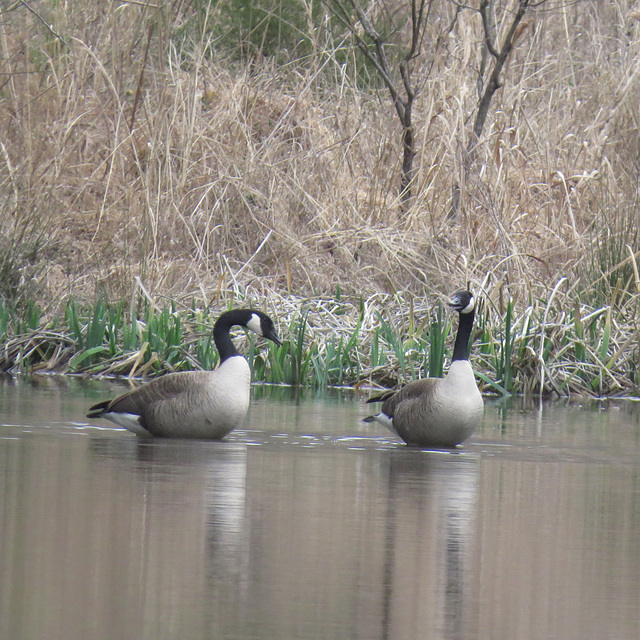 Canada geese - Branta canadensis