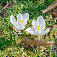 Crocuses 2025 29 Crocuses 2025 29