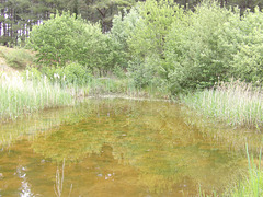 Au parc de Marquenterre (80) Au parc de Marquenterre (80)
