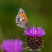 Small Heath Butterfly Small Heath Butterfly