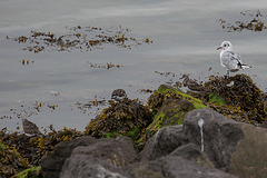 20140907 4790VRAw [NL] Steinwälzer (Arenaria interpres) Möwe, Terschelling