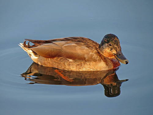 männliche Stockente