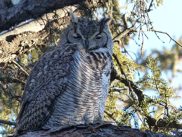 A local Great Horned Owl