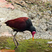 Wattled Jacana, Nariva Swamp afternoon