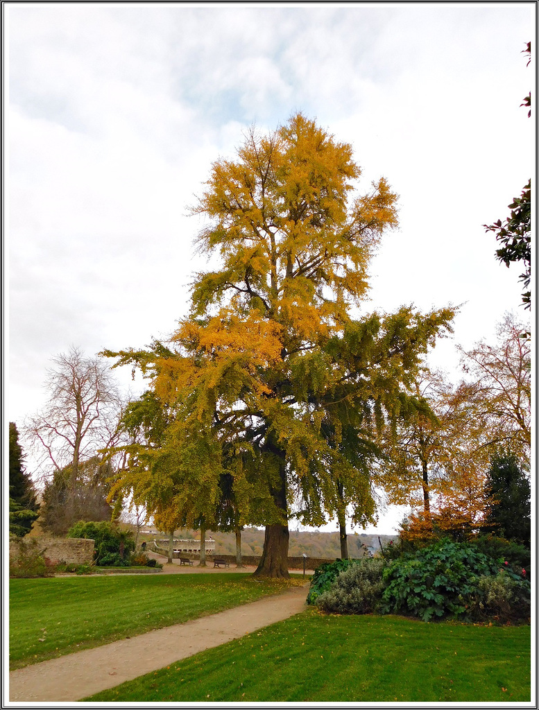 Le Gingko biloba au jardin Anglais avec PIP