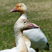 Day12, Snow Geese, Cap Tourmente