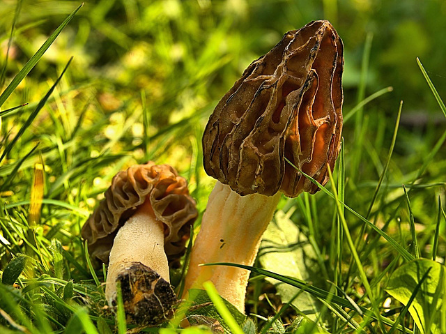 Semifree Morel. Morchella elata??