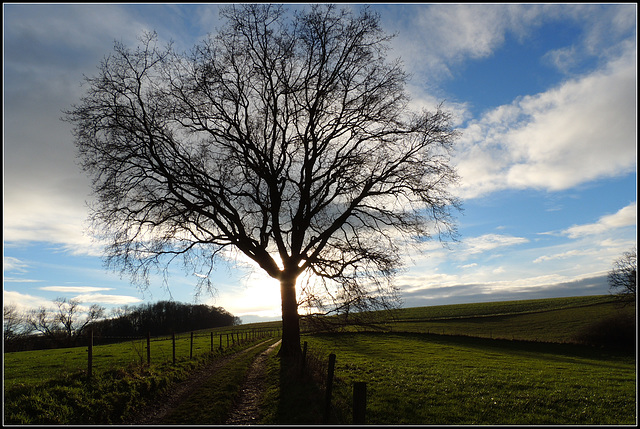 HFF.......For Everyone 24-4-2020 (Lonely  beside the fence)-Stay Safe- !!