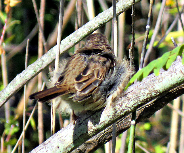 Still full of down, a young Chipping Sparrow.