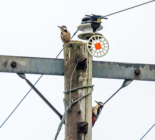 pair of great spotted woodpecker
