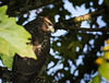 Hawk in dappled light