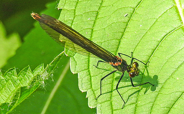 20210609 0717CPw [D~LIP] Blauflügel Prachtlibelle, UWZ, Bad Salzuflen