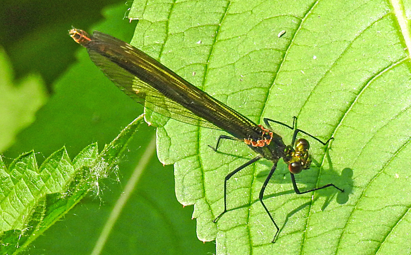 20210609 0717CPw [D~LIP] Blauflügel Prachtlibelle, UWZ, Bad Salzuflen