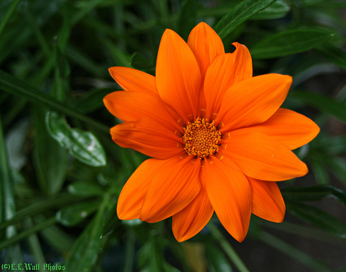 Gazania