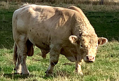 LR-IMG 0449 - The Dairsie Bull