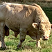 LR-IMG 0449 - The Dairsie Bull