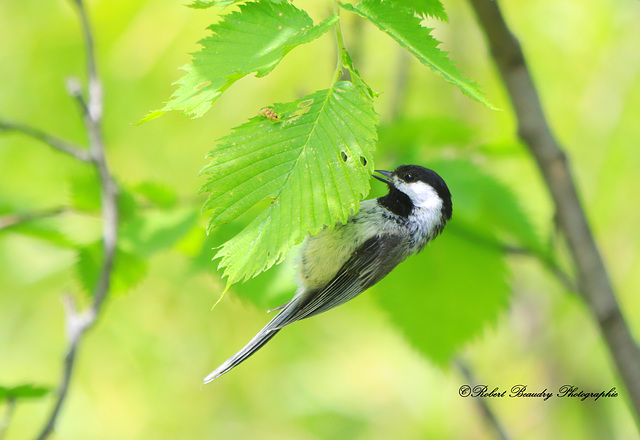 Mésange à tête noire