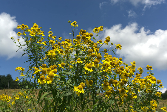 Sneezeweed