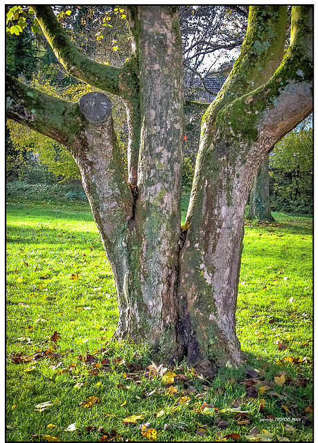 Herbst