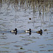 Ring-necked ducks