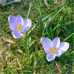 Crocuses 2025 30 Crocuses 2025 30