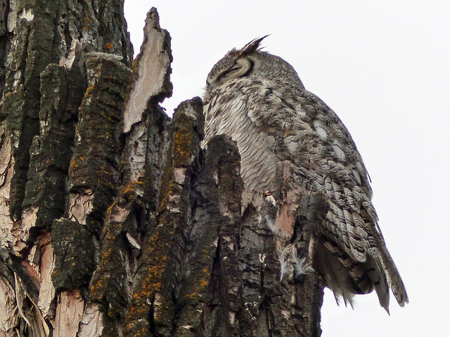Female Great Horned Owl, local park