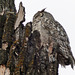 Female Great Horned Owl, local park