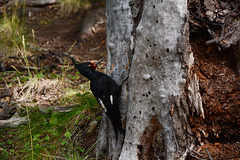 Argentina, The Magellanic Woodpecker, Female