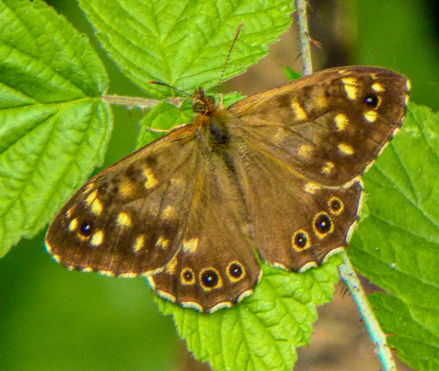 Speckled Wood Pararge aegeria (Satyridae)