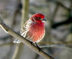 Housefinch, Feb. 15, 2019