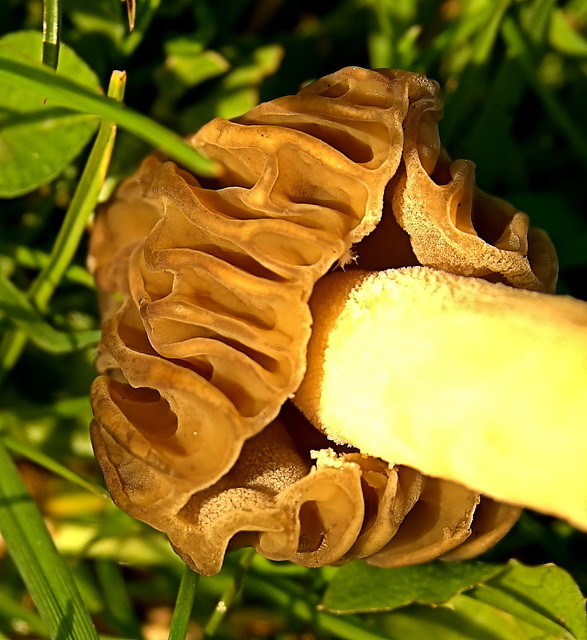 Semifree Morel. Morchella elata??