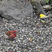 Purple Finch