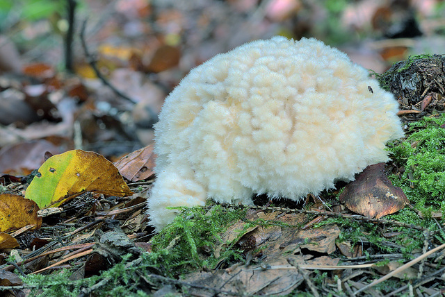 Postia ptychogaster (Weißer Polsterpilz) (01)