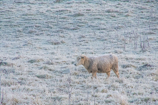 Landscape images from a walk this morning