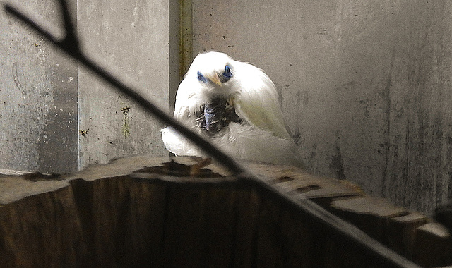 20190907 5967CPw [D~HRO] Balistar (Leucopsar rothschildi), Zoo, Rostock