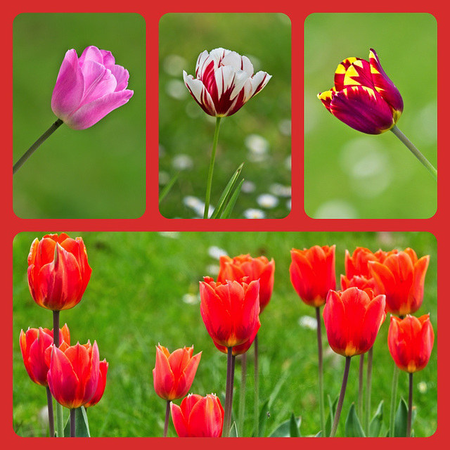 A Selection of Tulips