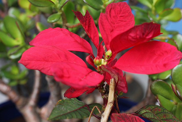 290/366 Poinsettia