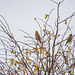 Green finch