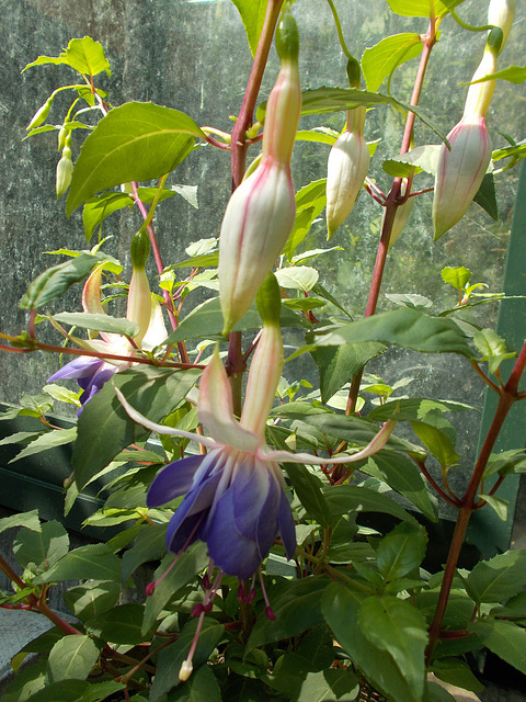 gdn - Fuchsia ; Carmel Blue