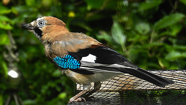20210705 1261CPw [D~LIP] Eichelhäher (Garrulus glandarius), Bad Salzuflen