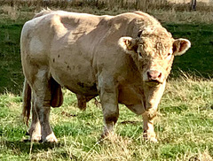 LR-IMG 0450 - The Dairsie Bull