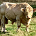 LR-IMG 0450 - The Dairsie Bull