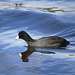 American coot