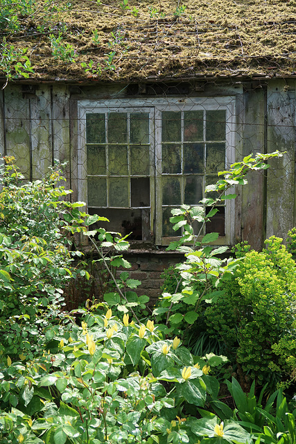 Mossy roof, broken window and yellow trillium