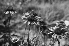 Coneflower