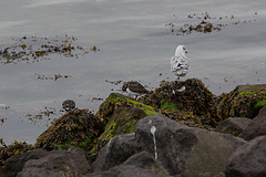 20140907 4787VRAw [NL] Steinwälzer (Arenaria interpres), Möwe, Terschelling