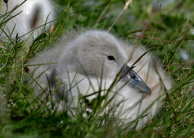 Cygnet 4